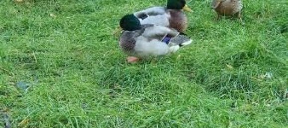 1 Schlafzimmer Wohnung in Herzogtum Lauenburg, Germany, Nr. 106275 13