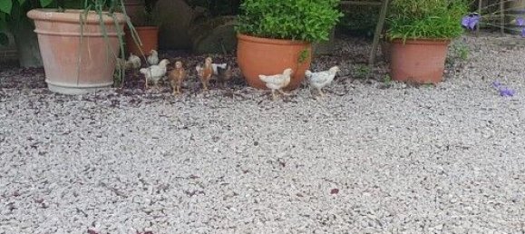 5 bedrooms House in Hundsbach, France No. 92757 14