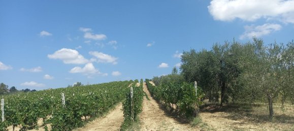 3 chambres Maison à Offida, Italy No. 142059 15