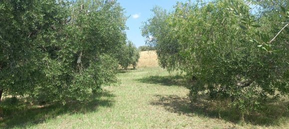 3 chambres Maison à Offida, Italy No. 142059 9