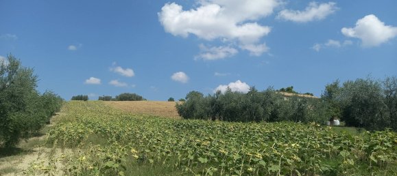 3 chambres Maison à Offida, Italy No. 142059 16