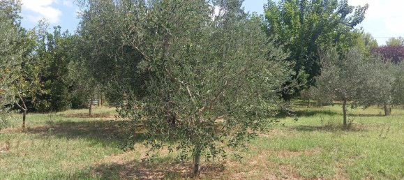 3 chambres Maison à Offida, Italy No. 142059 7