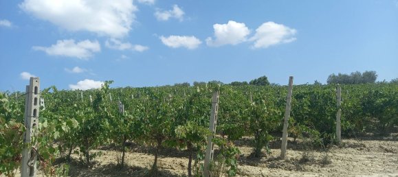 3 chambres Maison à Offida, Italy No. 142059 13