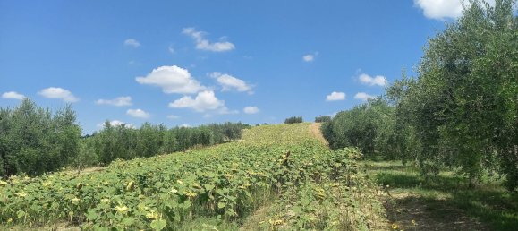 3 chambres Maison à Offida, Italy No. 142059 17