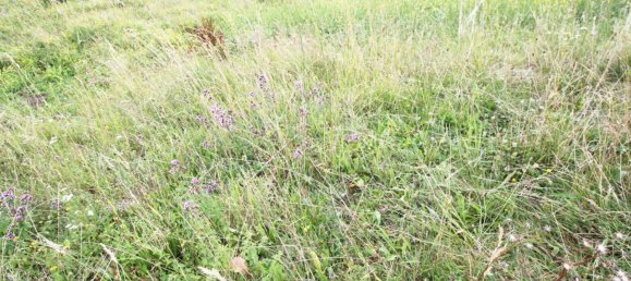 894m² Land in Weibern, Austria No. 145749 5