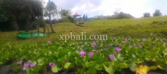  قطعة أرض في Tabanan, Indonesia 3780متر مربع رقم 3816 4