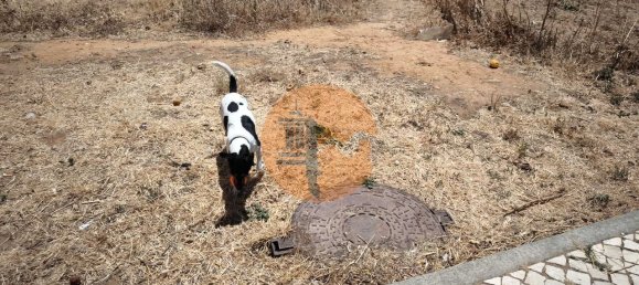 Земельный участок в Вила Нова де Касела, Португалия № 145438 28