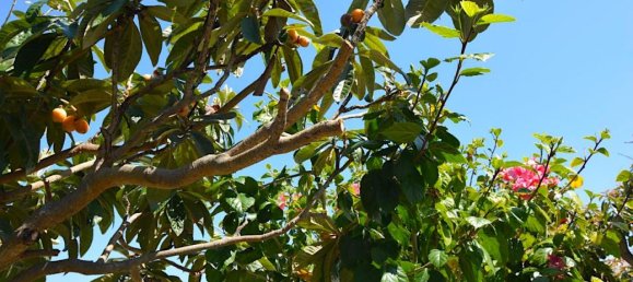 4 chambres Maison à Mijas, Spain No. 76951 11