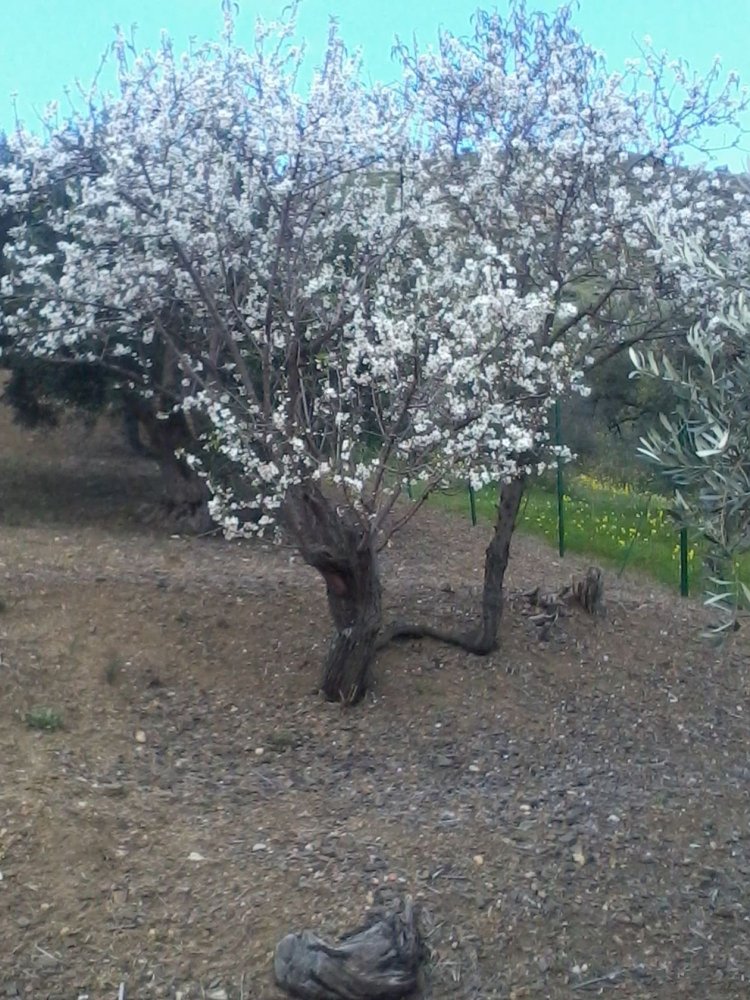 Terrain à Casteldaccia, Italy No. 325538