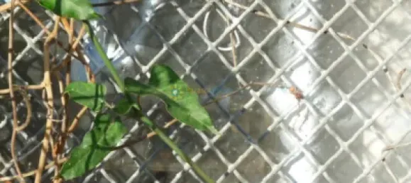  Land in Valencia, Spain No. 175954 13