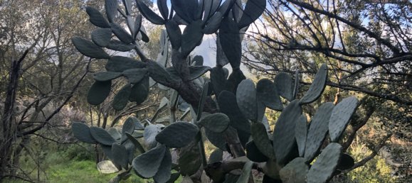  Land in Figari, France No. 93105 14