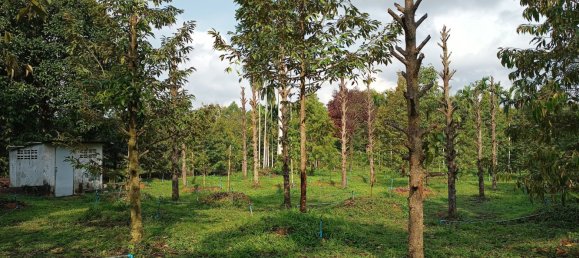 Terreno en Chanthaburi, Thailand 4800 m² No. 65401 8