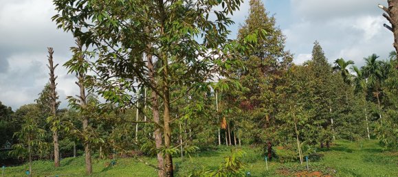 Terreno en Chanthaburi, Thailand 4800 m² No. 65401 7