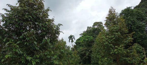 Terreno en Chanthaburi, Thailand 4800 m² No. 65401 5