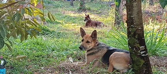 Terreno en Chanthaburi, Thailand 4800 m² No. 65401 18