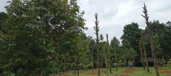 Terreno en Chanthaburi, Thailand 4800 m² No. 65401 4