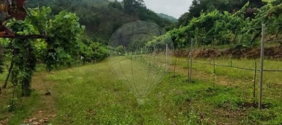 Grundstück in Ponte da Barca, Portugal 7020m², Nr. 58575 6