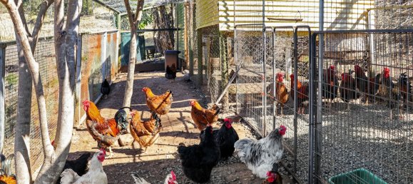 3 bedrooms Farm in Smiths Creek, Australia No. 491 20