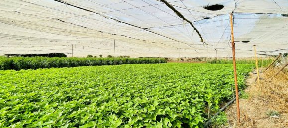 Grundstück in Santa Brigida, Spain, Nr. 71069 11