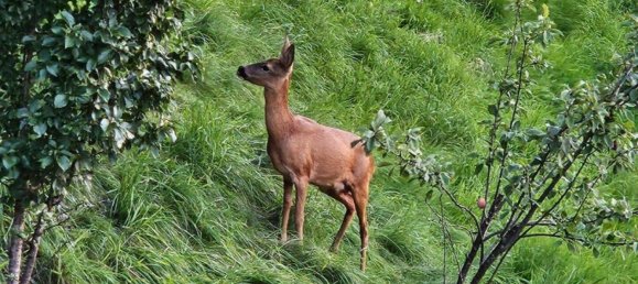 4 rooms Duplex in Wattens, Austria No. 230018 2