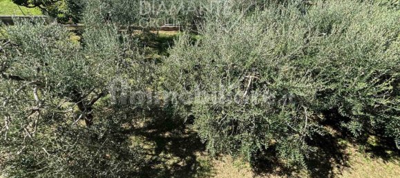 3 chambres Maison à Castiglione del Lago, Italy No. 235258 10