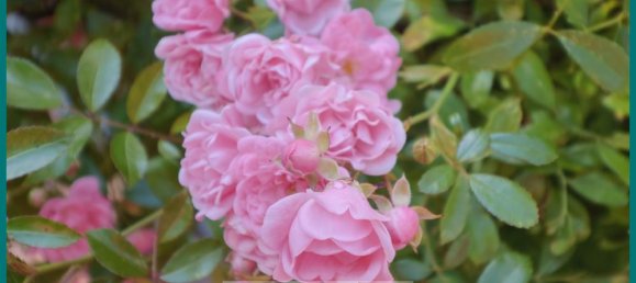 2 chambres Bungalow à Cuxhaven, Germany No. 125997 35