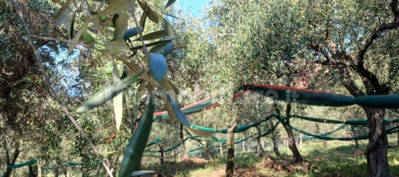 Terrain à Moneglia, Italy 500m² No. 260073 9