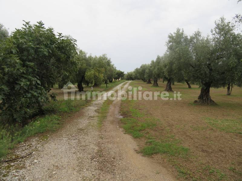 19290m² Land in Lamezia Terme, Italy No. 15376