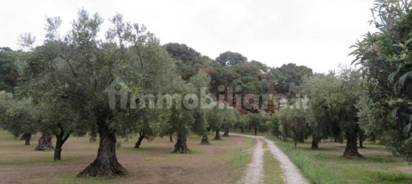 19290m² Land in Lamezia Terme, Italy No. 15376 7