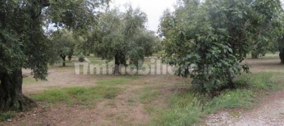 19290m² Land in Lamezia Terme, Italy No. 15376 3