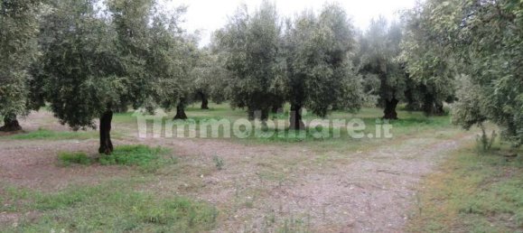 19290m² Land in Lamezia Terme, Italy No. 15376 6