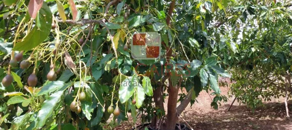 4 Schlafzimmer Haus in Ponta do Sol, Portugal, Nr. 143464 15