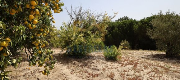 3 chambres Maison à Aveiras de Baixo, Portugal No. 89611 19