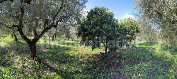 Grundstück in Cori, Italy 8000m², Nr. 251154 5