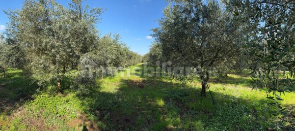 Grundstück in Cori, Italy 8000m², Nr. 251154 4