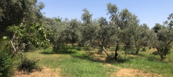 Terrain à Cartama, Spain No. 161464 3