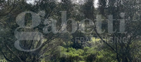 Terrain à Santa Teresa Gallura, Italy 6705m² No. 47631 9