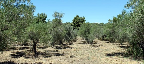 9000m² Hotel in Chalkidiki, Greece No. 7687 8