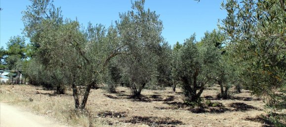 9000m² Hotel in Chalkidiki, Greece No. 7687 9