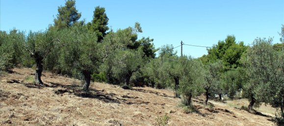 9000m² Hotel in Chalkidiki, Greece No. 7687 11