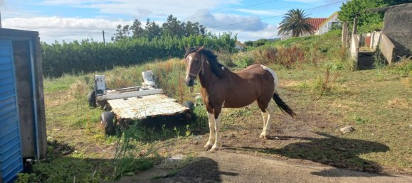 8 Schlafzimmer Haus in Santa Cruz das Flores, Portugal, Nr. 32386 14