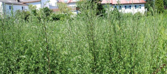  Land in Perchtoldsdorf, Austria No. 242966 6