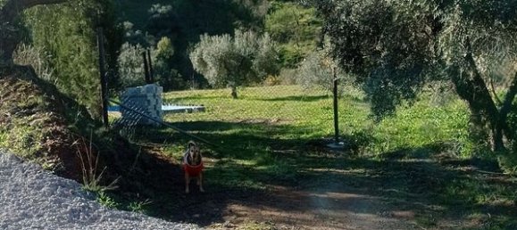 Terrain à Malaga, Spain 5000m² No. 182176 6