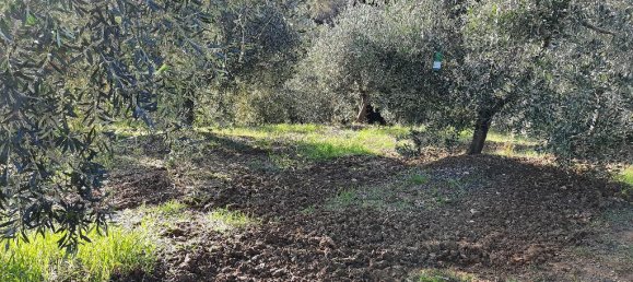 5000m² Land in Livorno, Italy No. 66885 6