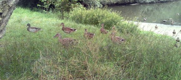 3 bedrooms Apartment in Duchy of Lauenburg, Germany No. 107790 8