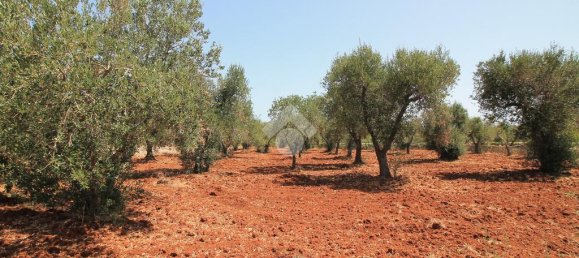 2 bedrooms Villa in Ostuni, Italy No. 263988 31