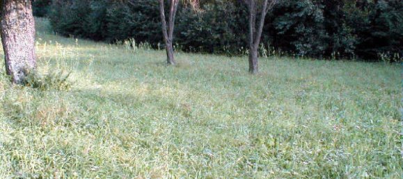 Terrain à Altlengbach, Austria No. 149633 2