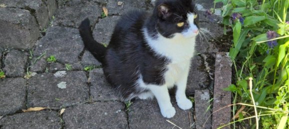 1 غرف نوم شقة في Kelsterbach, Germany رقم 277471 18