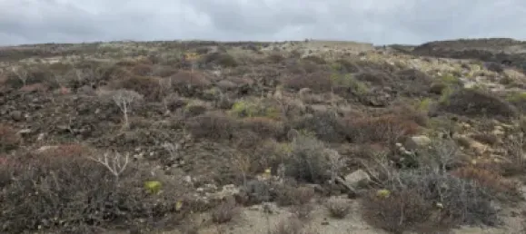  قطعة أرض في Guimar, Spain رقم 172690 13