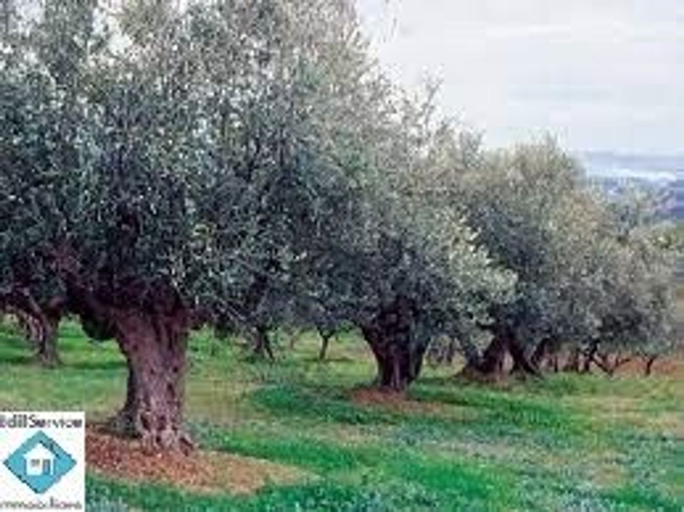 60000m² Land in Syracuse, Italy No. 246144